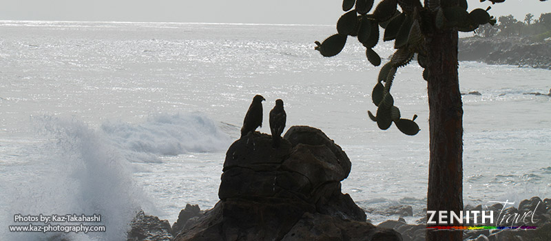 galapagos-hawks-by-beach-dark.jpg