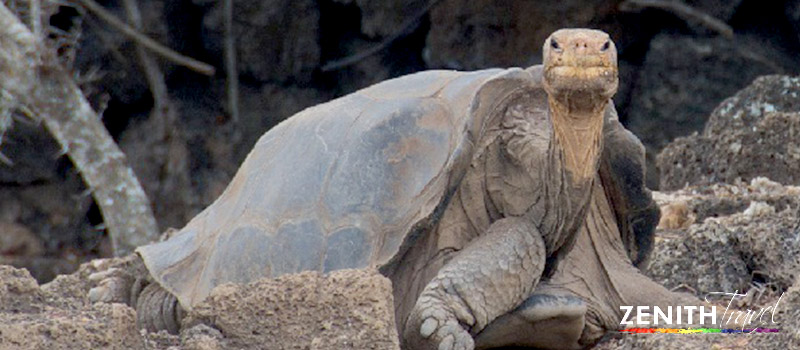 gian-galapagos-tortoise-charles-darwin-station.jpg